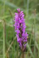 Image of Stately Dactylorhiza