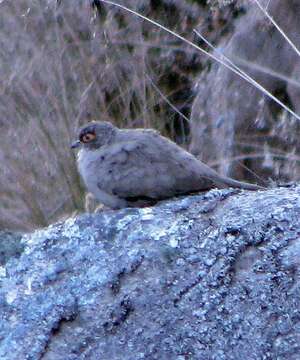 Image of Bare-eyed Ground-Dove