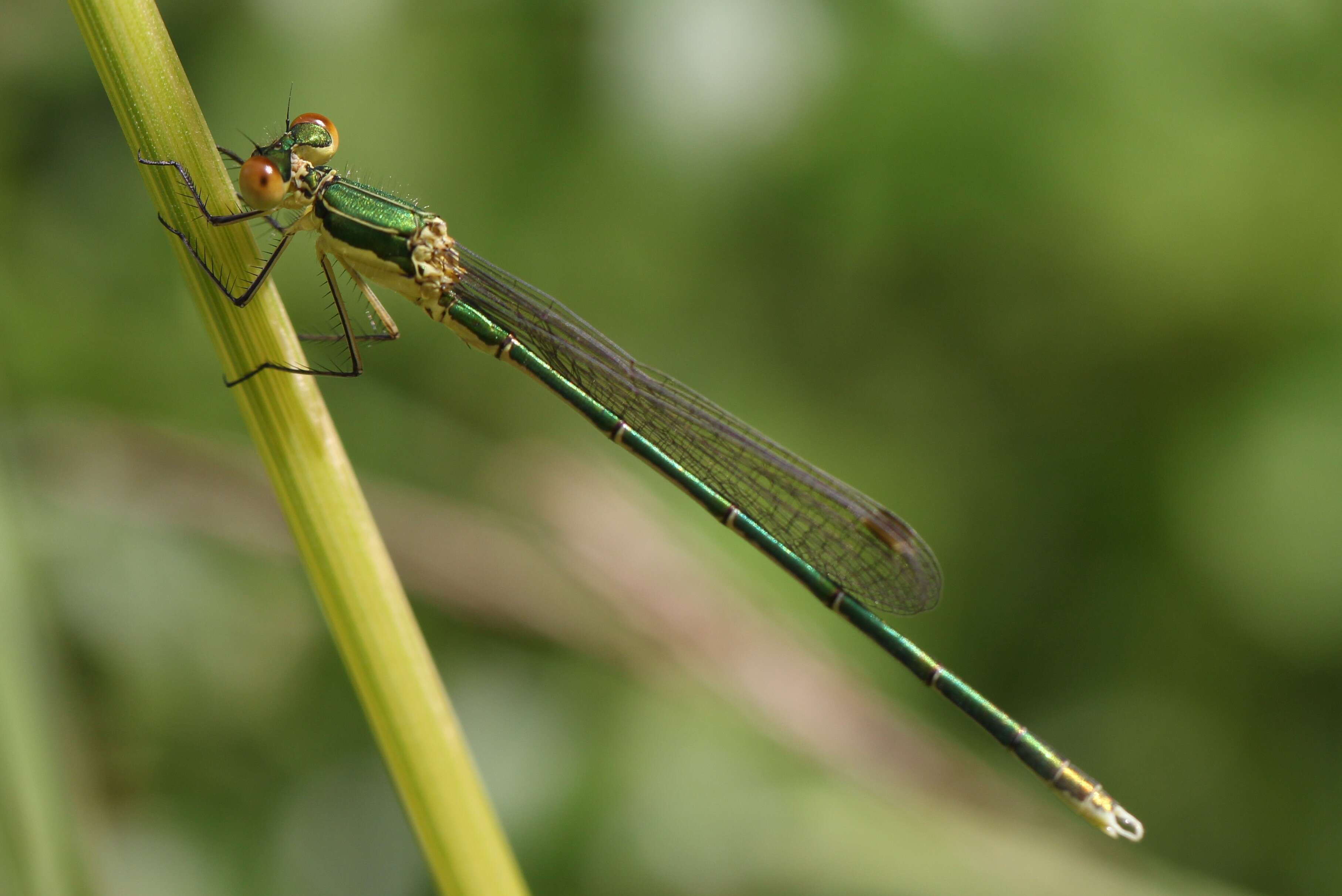 Image of Migrant Spreadwing