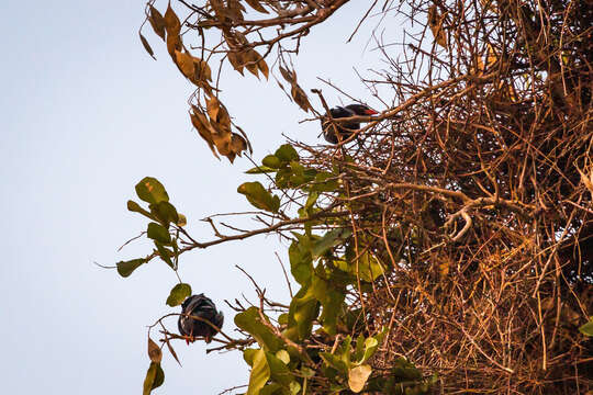 Bubalornis niger niger Smith & A 1836的圖片