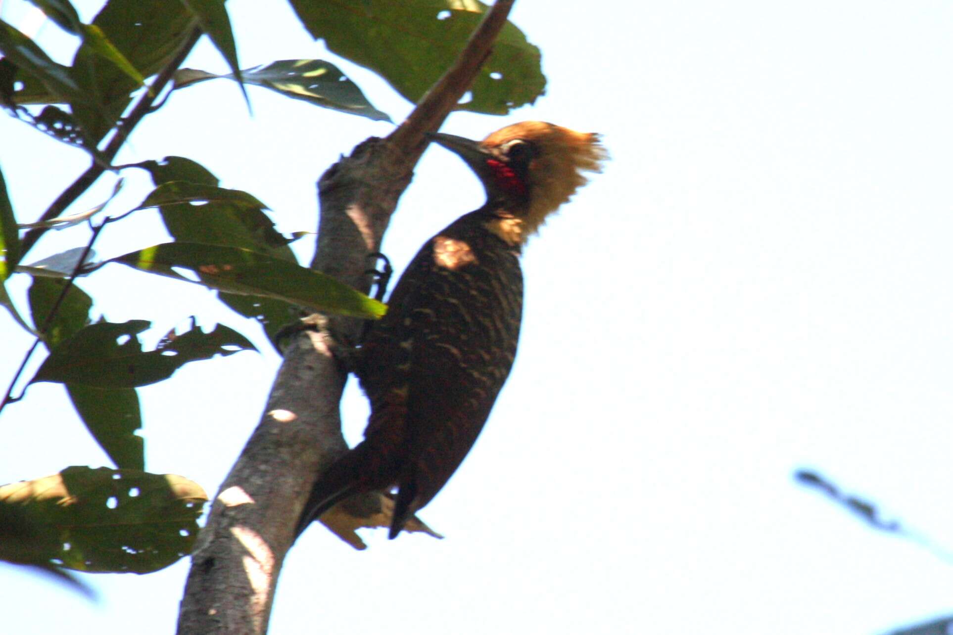 Image of Pale-crested Woodpecker