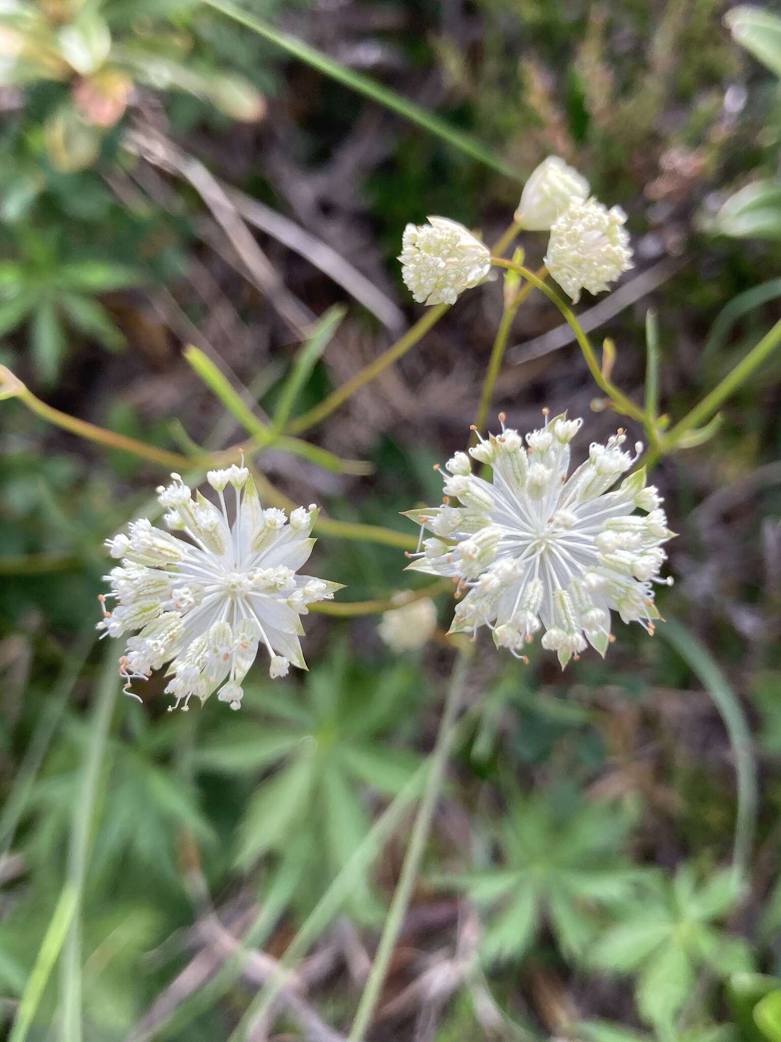 Imagem de Astrantia minor L.