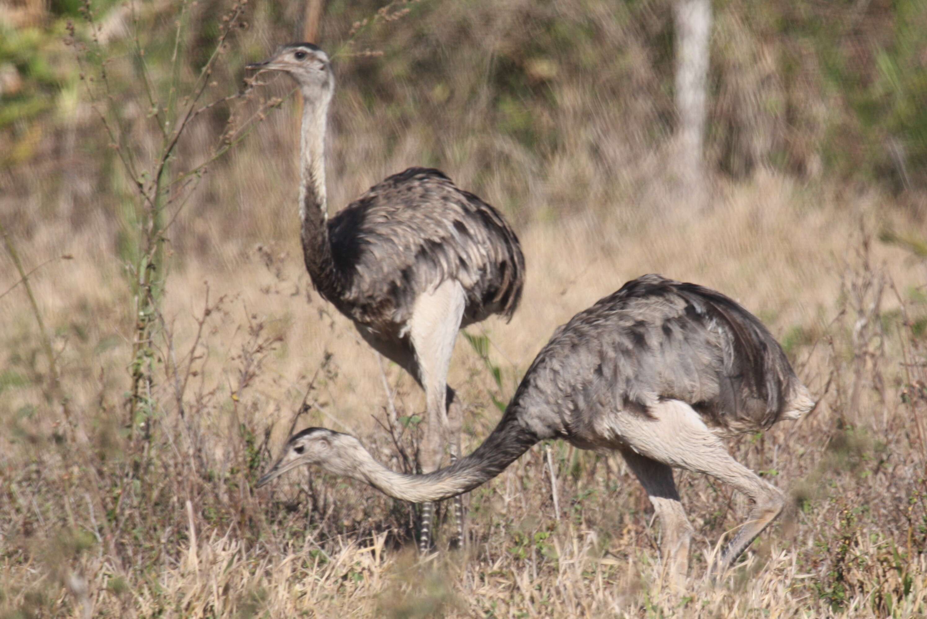 Image of Common Rhea