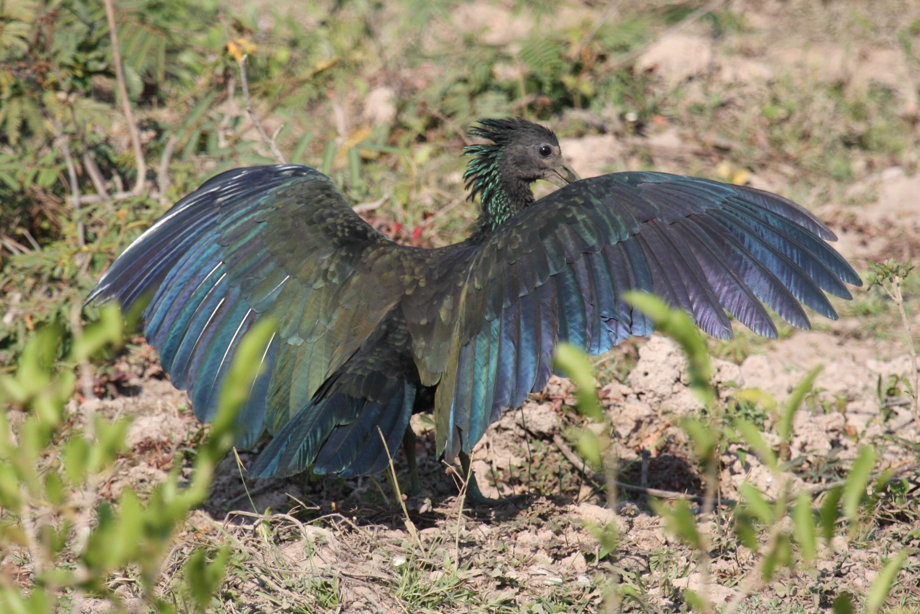 Image of Mesembrinibis Peters & JL 1930