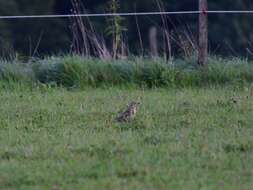 Image of Mistle Thrush