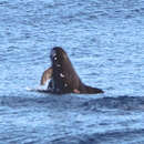 Image of Pygmy Killer Whale