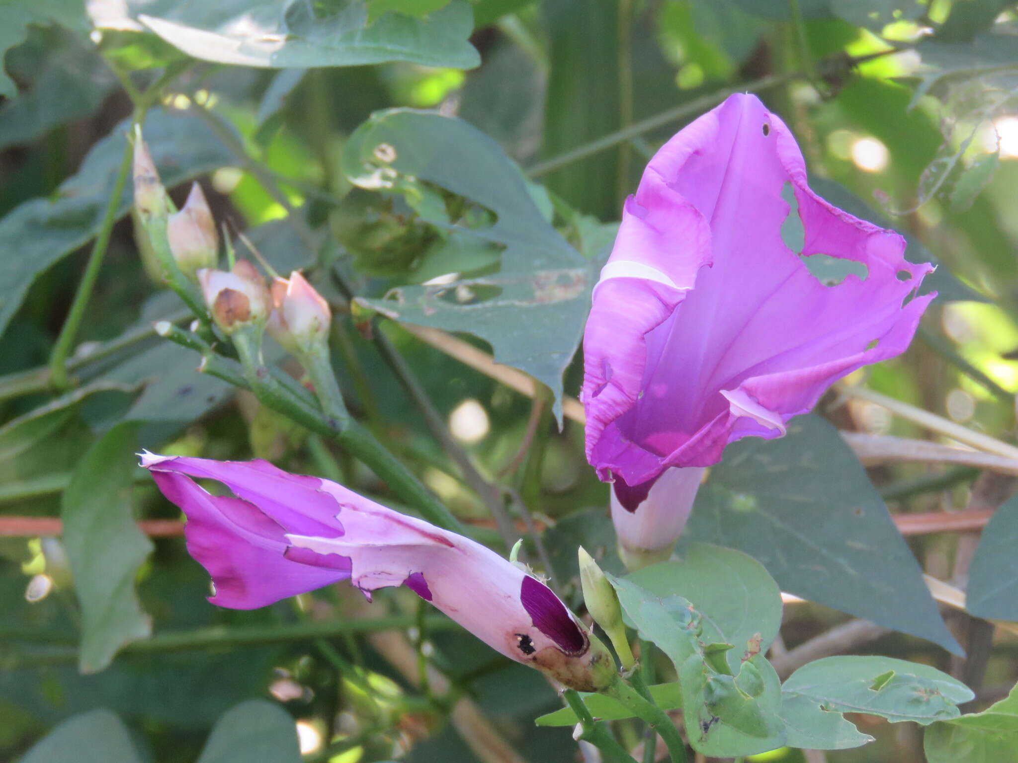 Plancia ëd Ipomoea splendor-sylvae House