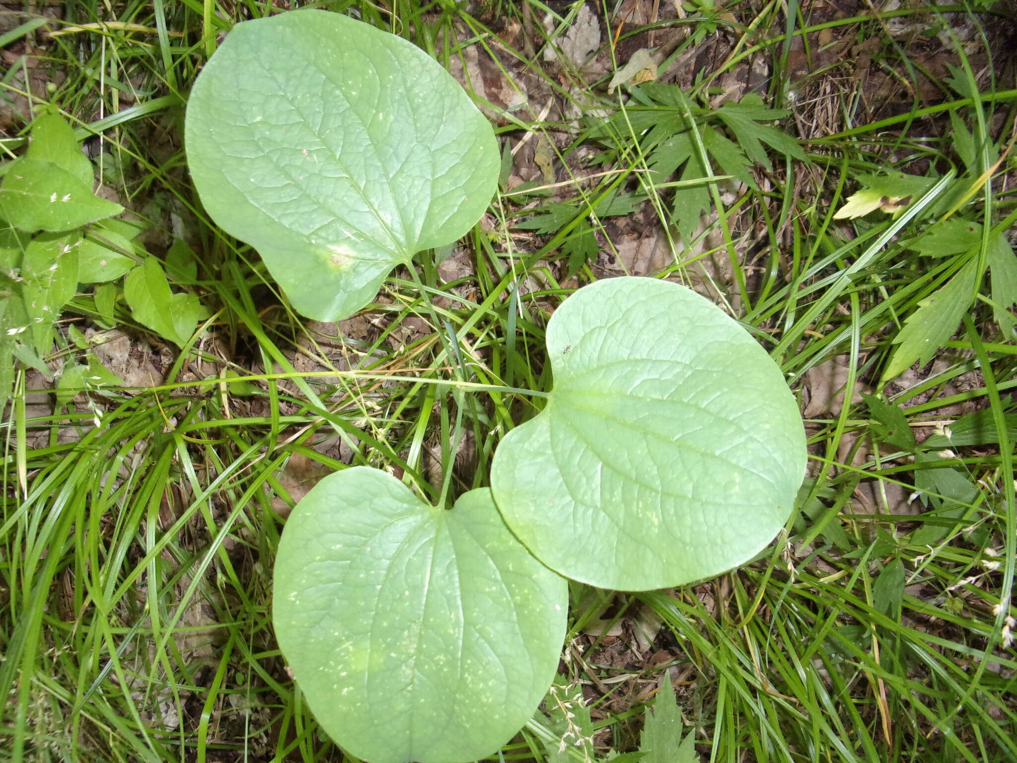 Image of upright carrionflower