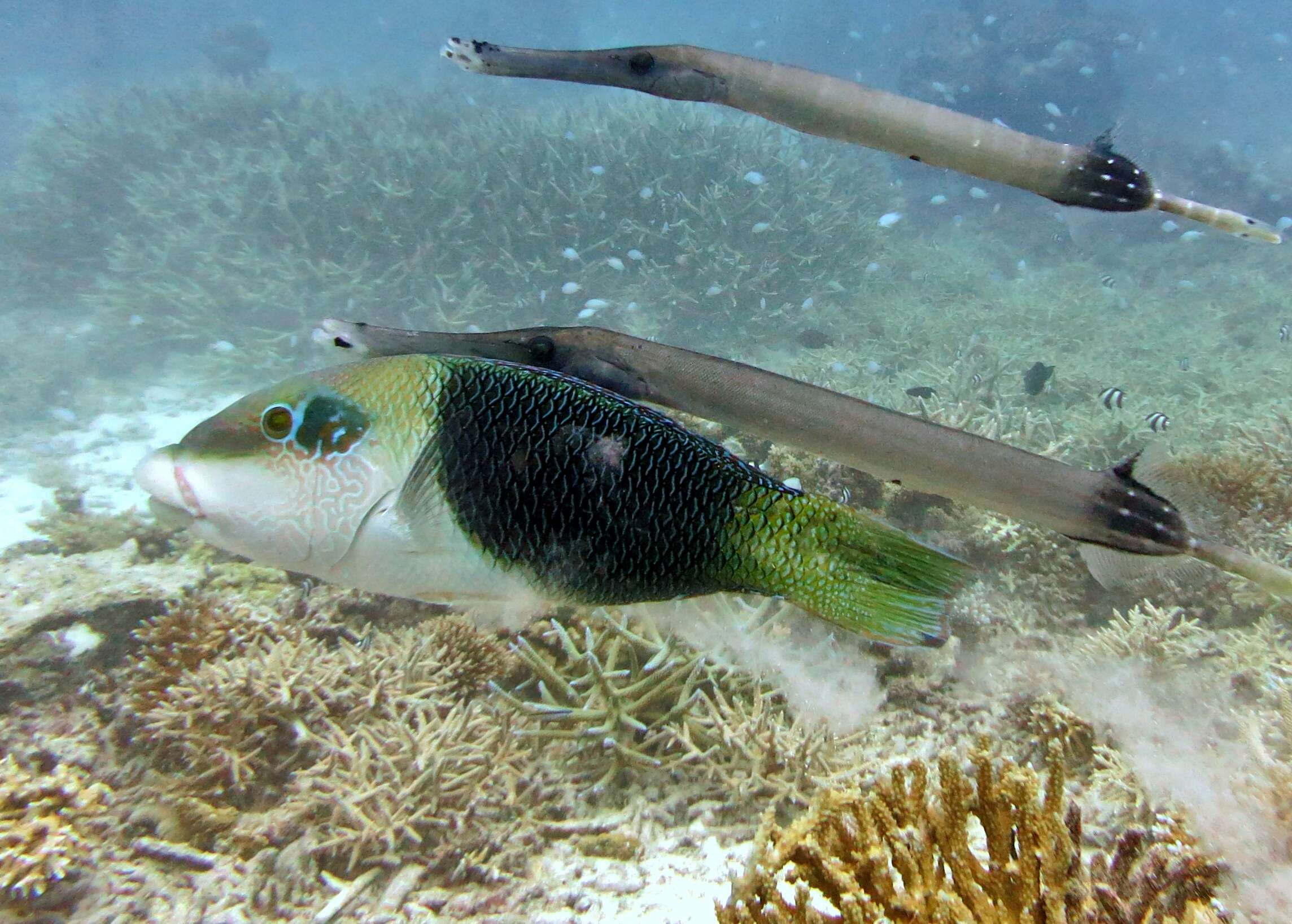 Image of Blackedge thicklip wrasse