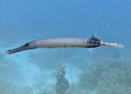 Image of trumpetfishes