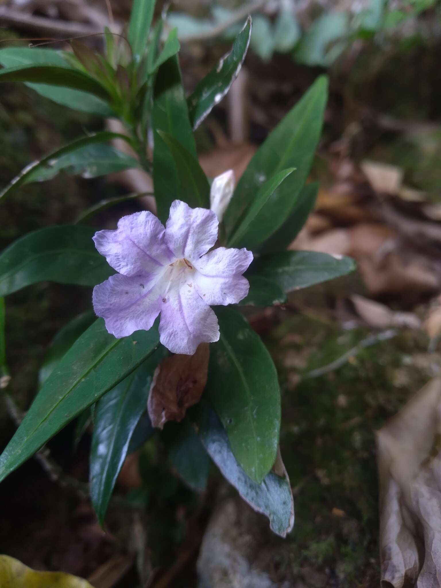 Plancia ëd Ruellia solitaria Vell.