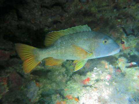 Image of Orange-spotted emperor