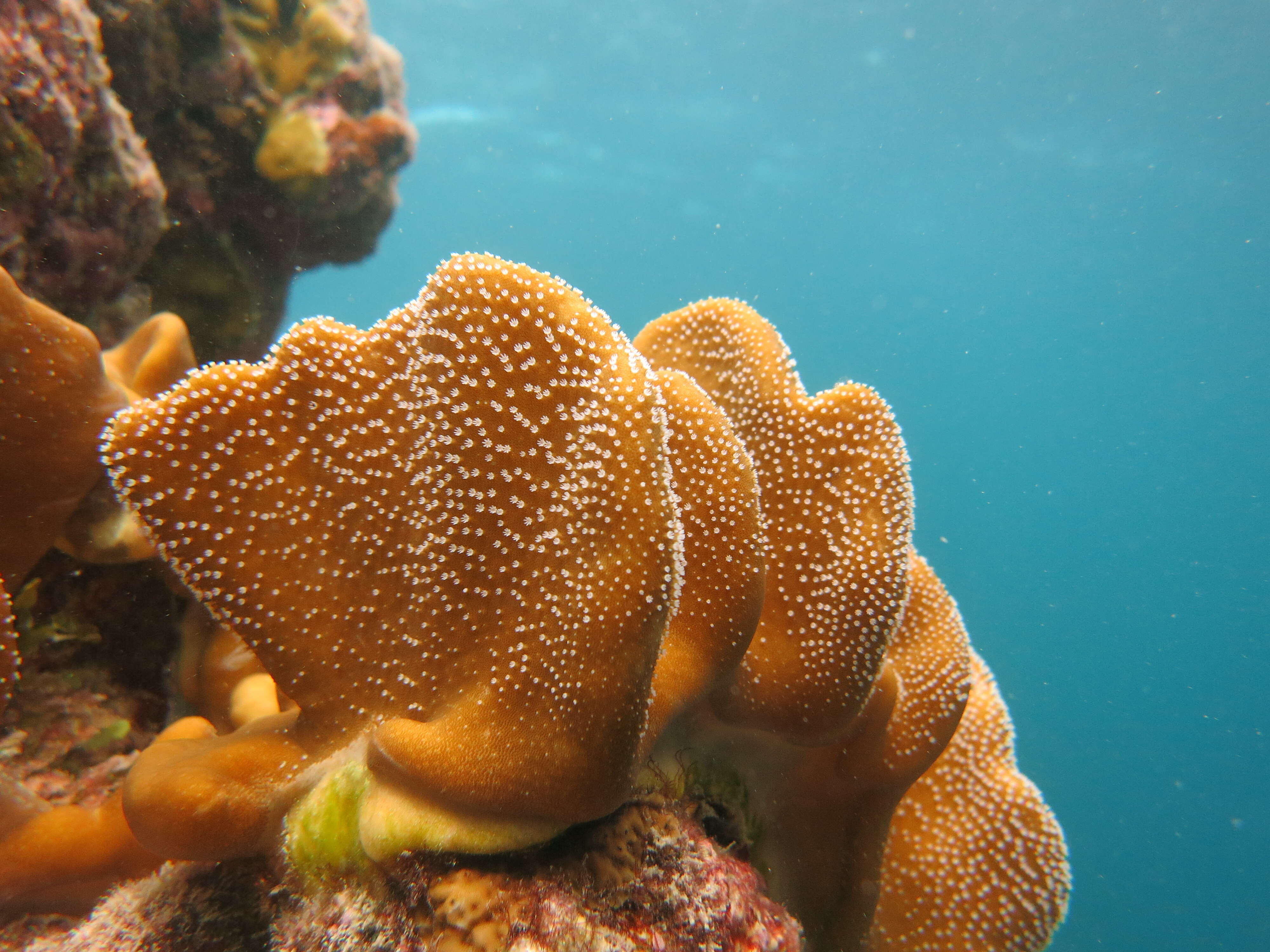 Image of Leather coral