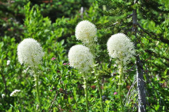 Image of Xerophyllum