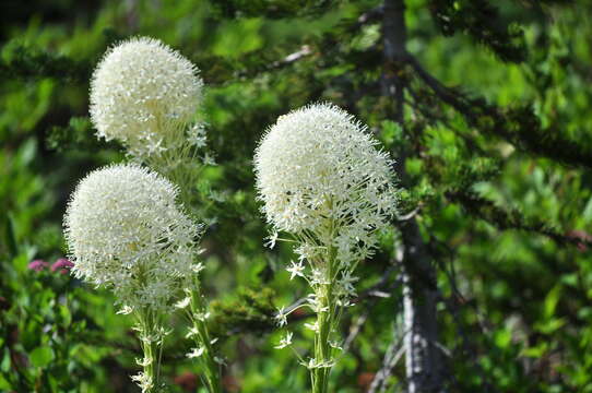 Image of Xerophyllum