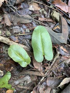 Слика од Mickelopteris cordata (Hook. & Grev.) Fraser-Jenk.