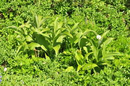 Image of False Hellebore