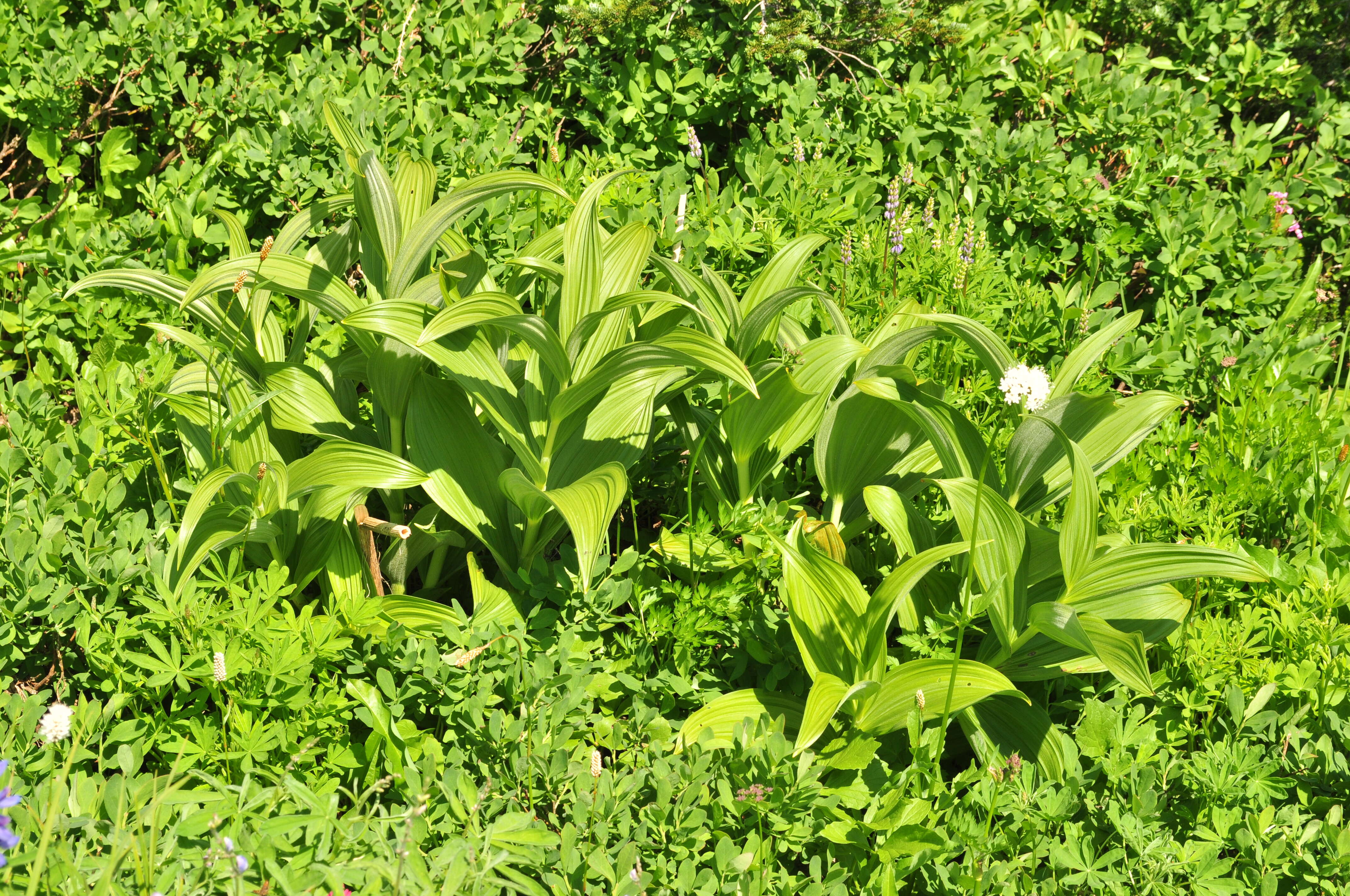 Image of False Hellebore