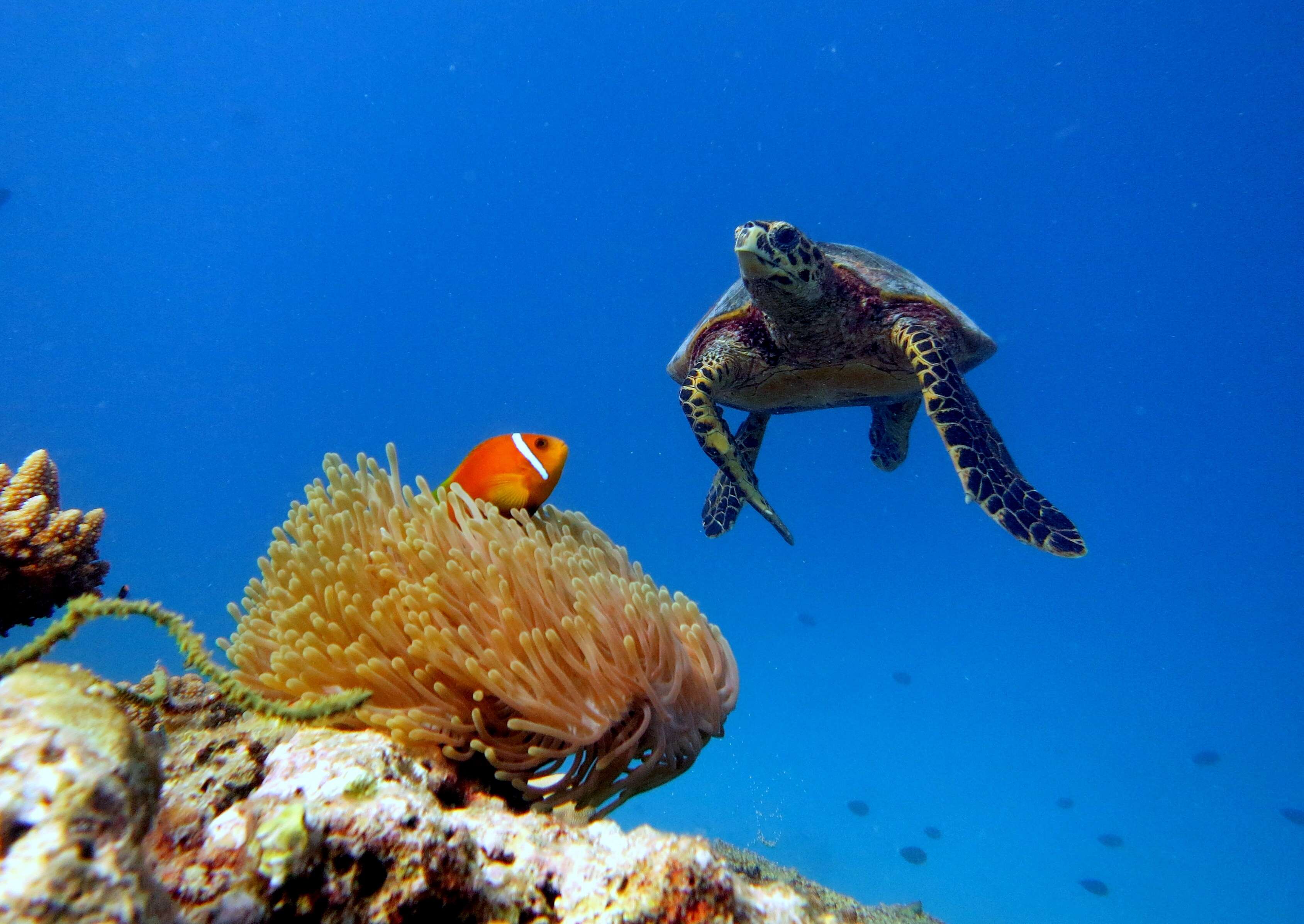 Image of Maldive anemonefish