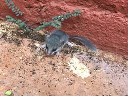 Image of Large Savanna African Dormouse