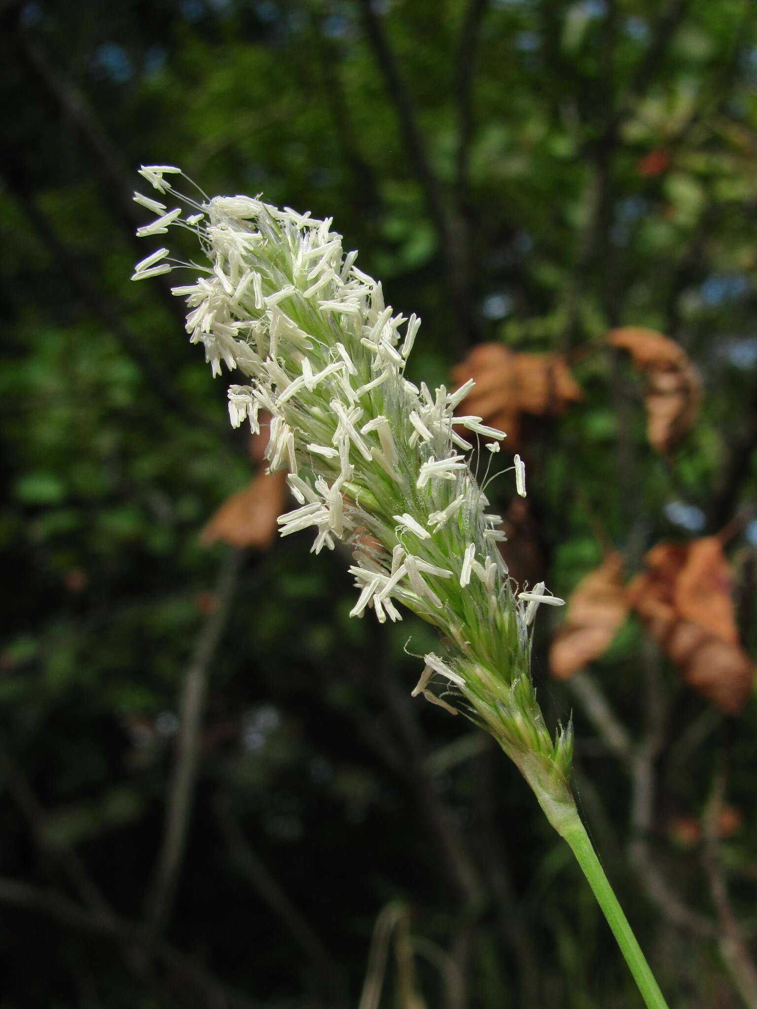 Plancia ëd Sesleria alba Sm.