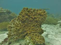 Image of Leather coral