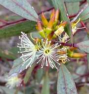 Image of Eucalyptus phaenophylla M. I. H. Brooker & S. D. Hopper