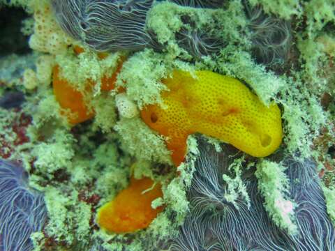 Image of Yellow encrusting ascidian