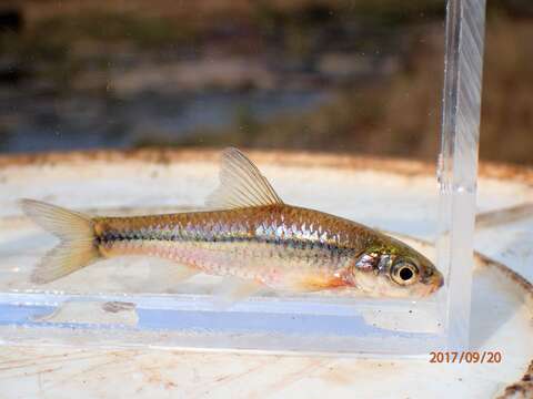 Image of Longbeard barb