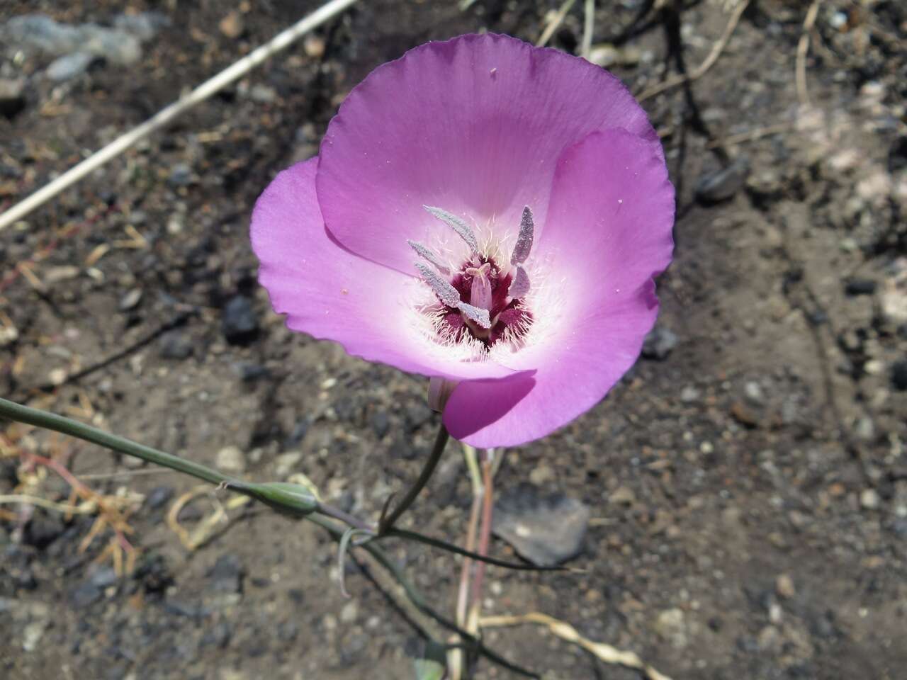 Image of splendid mariposa lily