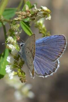 Imagem de Plebejus argyrognomon (Bergsträsser (1779))