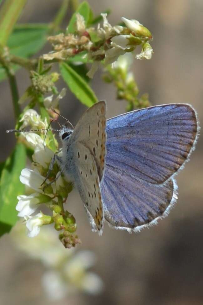 Image of Plebejus argyrognomon (Bergsträsser (1779))