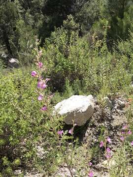 Image of thicket globemallow