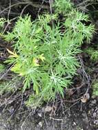 Image of San Diego sagewort