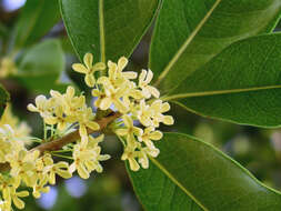 Imagem de Osmanthus fragrans Lour.