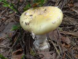 Image of gemmed Amanita