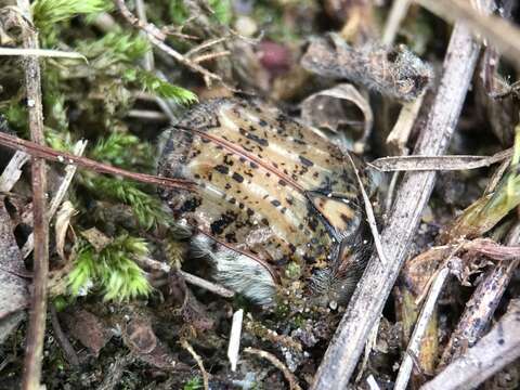 Image of Bumble Flower Beetle