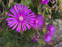 صورة Lampranthus