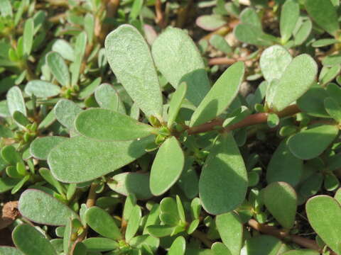 Image of common purslane