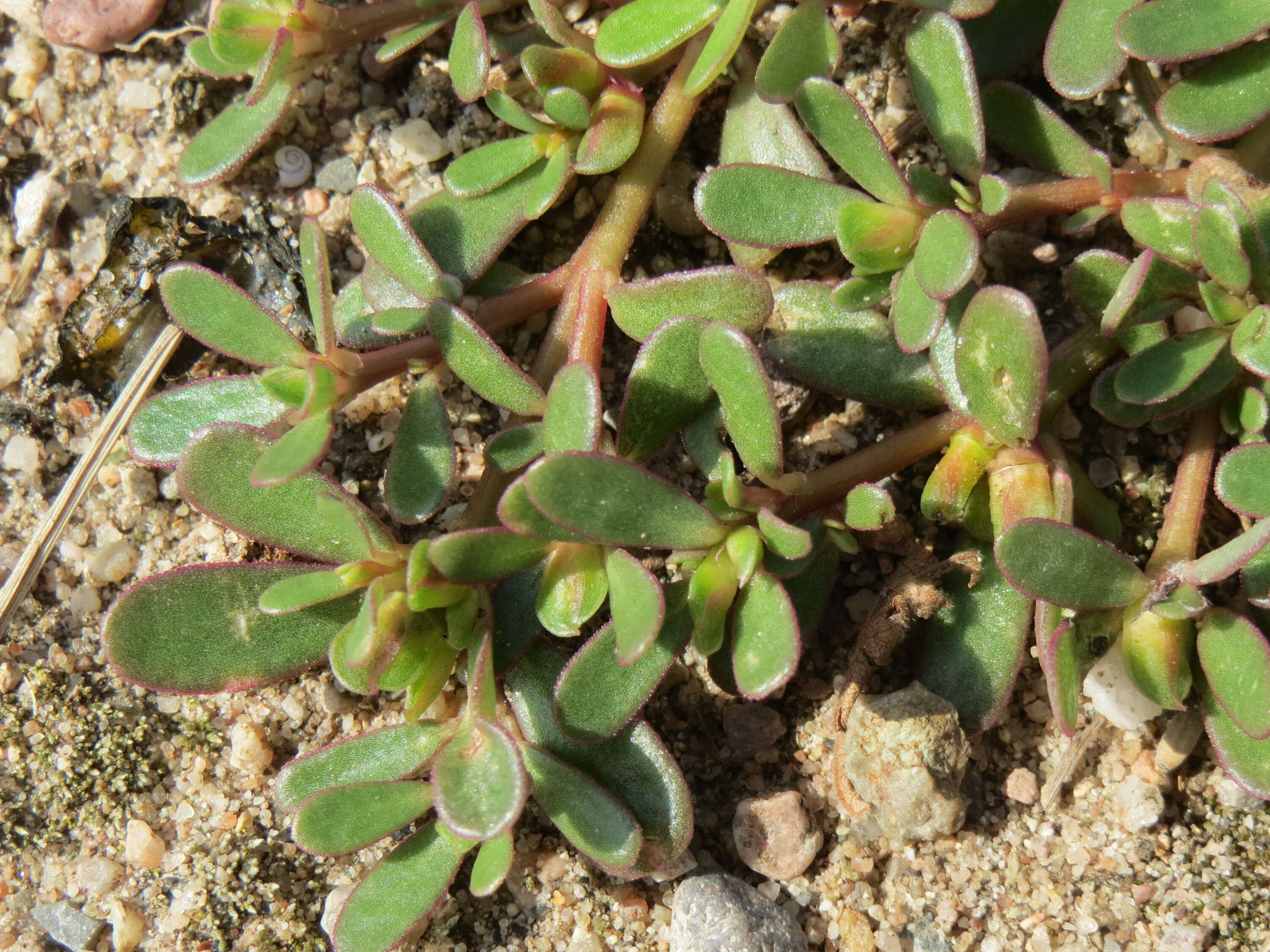 Image of common purslane