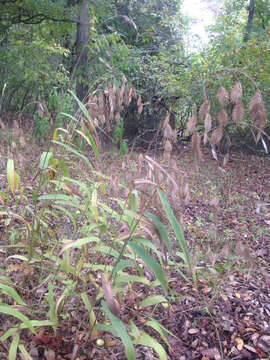 Imagem de Chasmanthium latifolium (Michx.) H. O. Yates