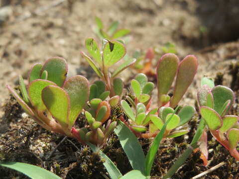 Image of common purslane