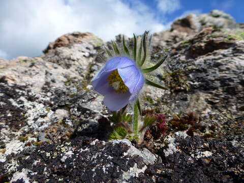 Image of Pulsatilla tatewakii Kudo