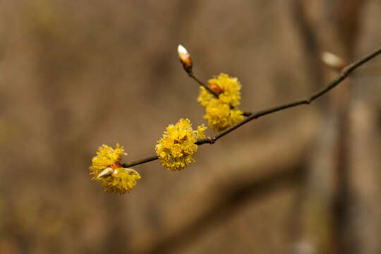 Image of Lindera obtusiloba Bl.