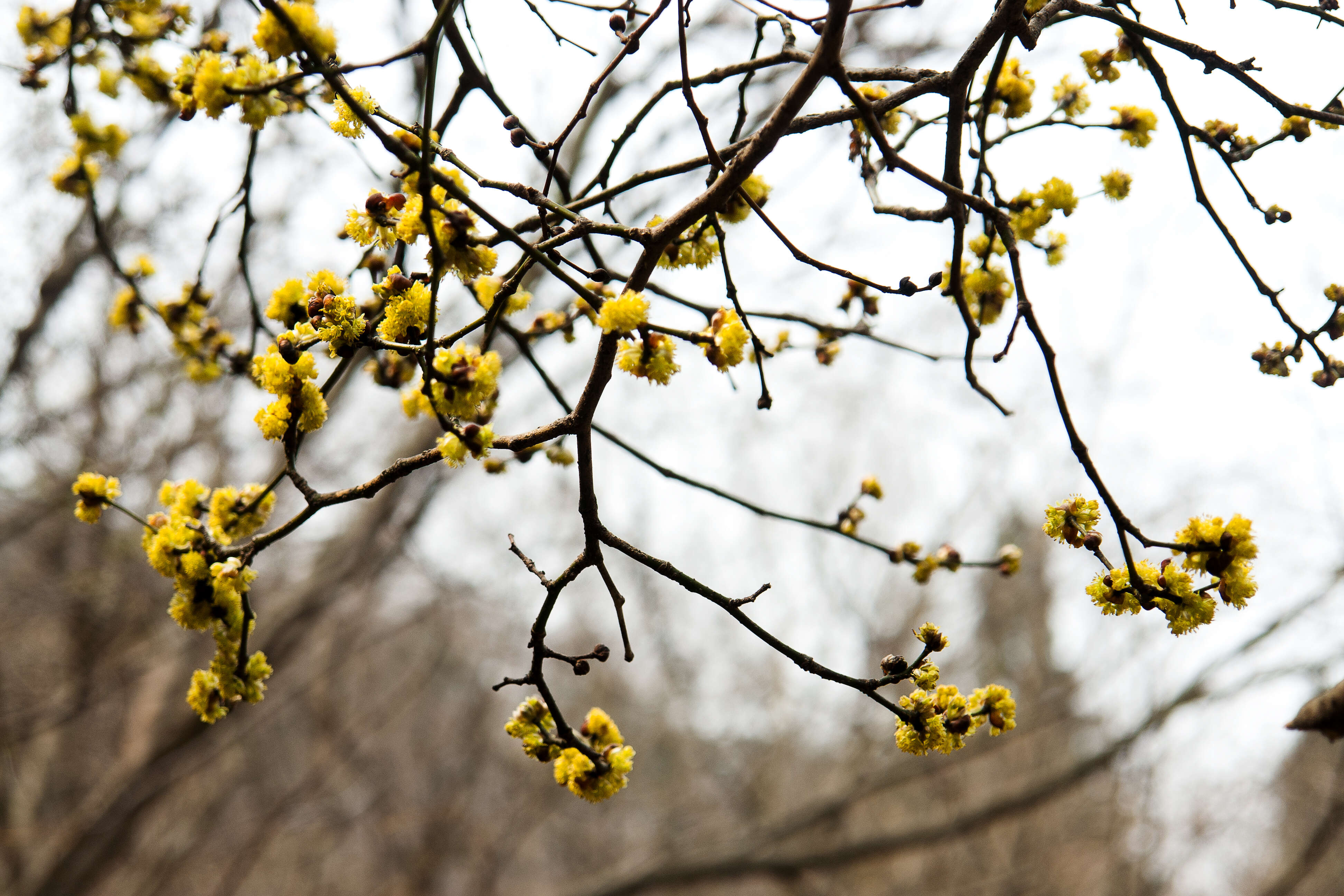 Image of Lindera obtusiloba Bl.