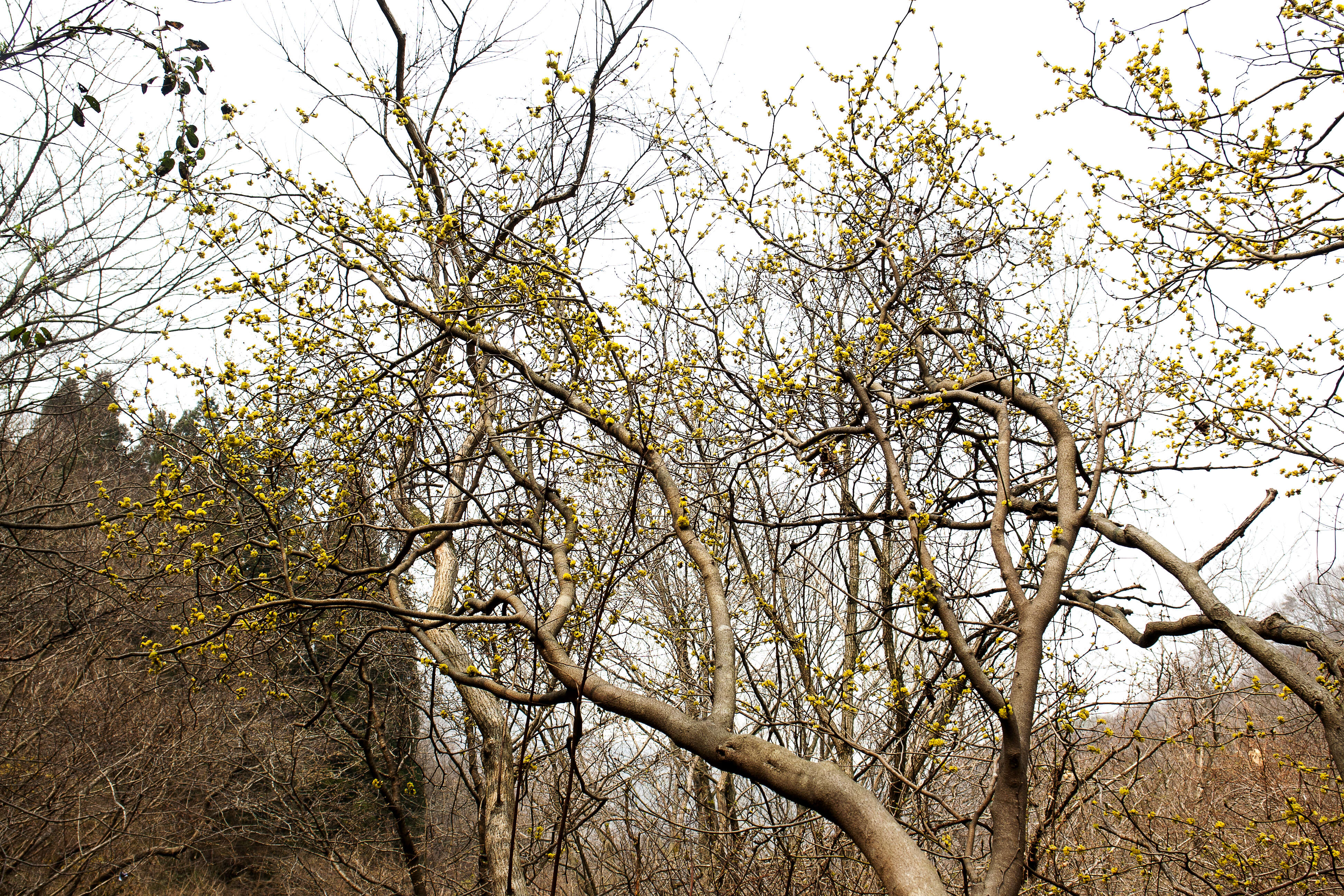 Image of Lindera obtusiloba Bl.