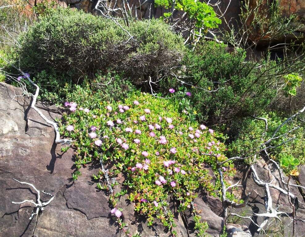 Image of Carpobrotus acinaciformis (L.) L. Bol.