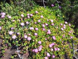 Image of Carpobrotus acinaciformis (L.) L. Bol.