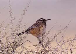 Image of Cactus Wren