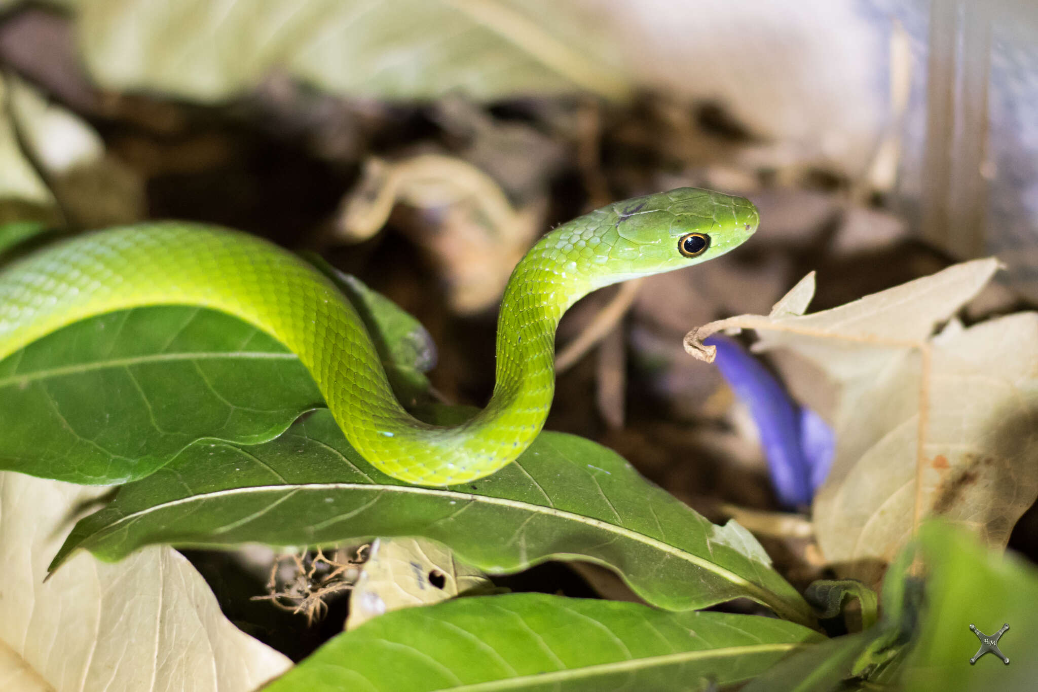 صورة Philothamnus hoplogaster (Günther 1863)